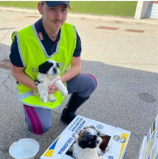 Nove cuccioli di cane salvati dalla polizia stradale di Novara